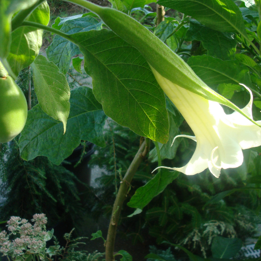 Brugmansia Arborea