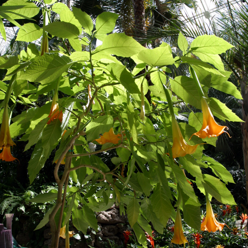 Brugmansia × Candida