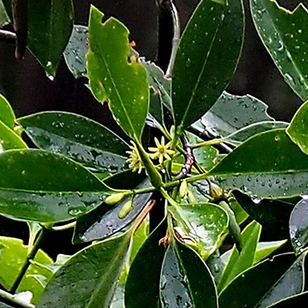 Bruguiera Cylindrica