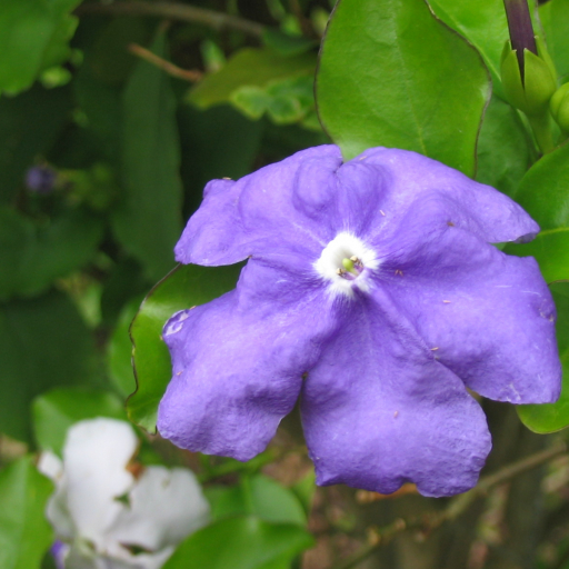 Brunfelsia Latifolia