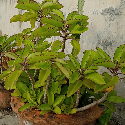 Bryophyllum Pinnatum