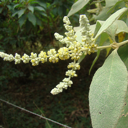 Buddleja Americana