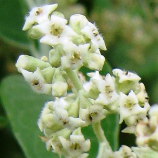 Buddleja Cordata