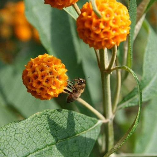 Buddleja Globosa
