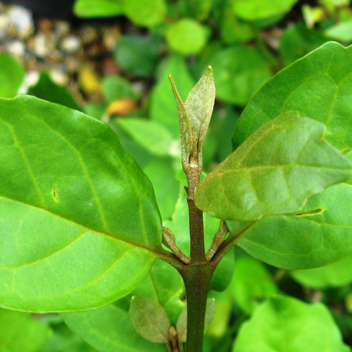 Buddleja Indica