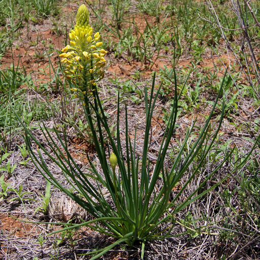 Bulbine Abyssinica