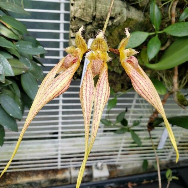 Bulbophyllum Fascinator