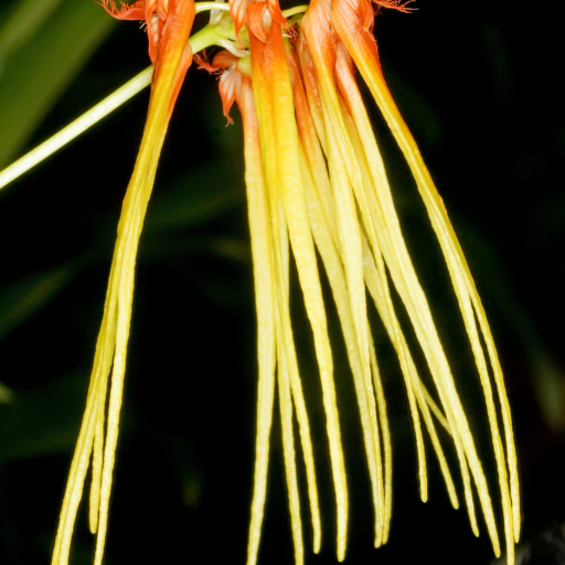 Bulbophyllum Hirundinis