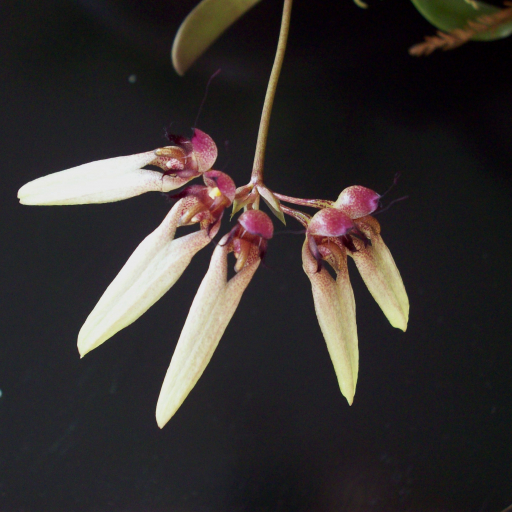 Bulbophyllum Longiflorum