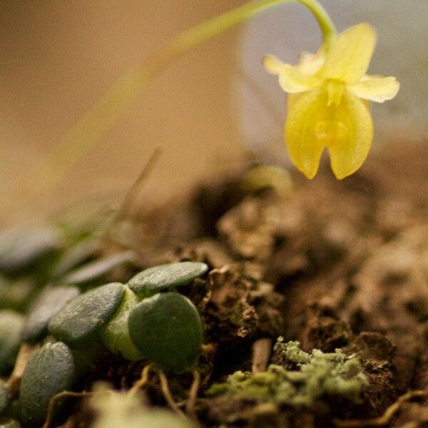 Bulbophyllum Sciaphile