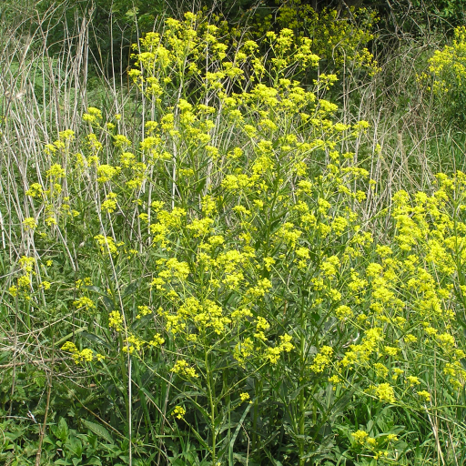 Bunias Orientalis