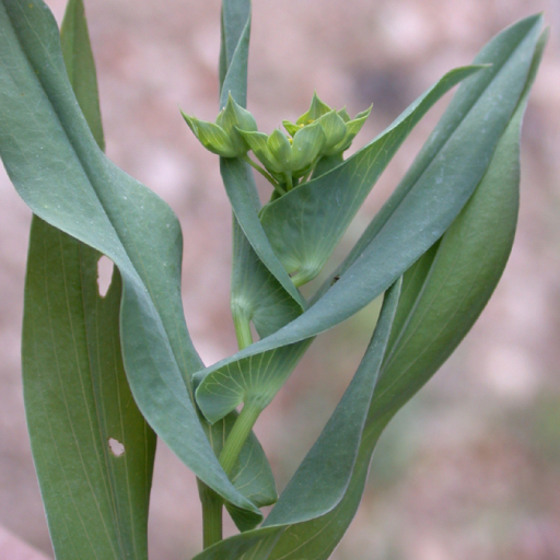 Bupleurum Subovatum