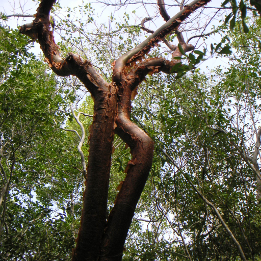 Bursera Simaruba