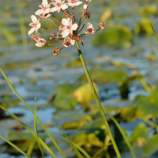 Water Reed Butimus Water-Gladiolus (Butomus Umbellatus) Care Guide: Water, Soil ...