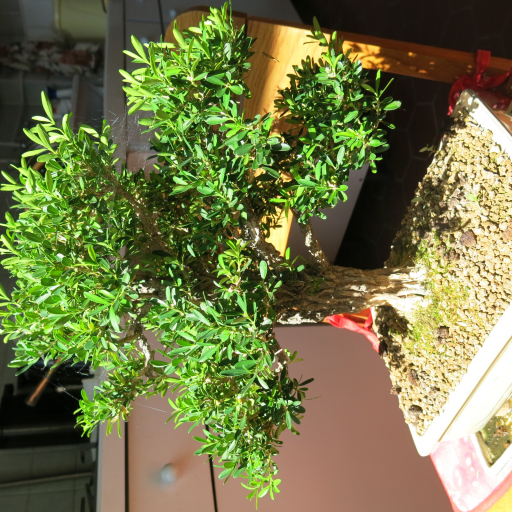 Buxus Harlandii