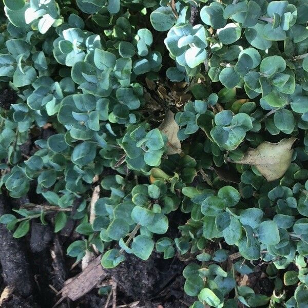 Buxus Rugulosa Care Guide: Water, Soil & Propagation - Plantiary