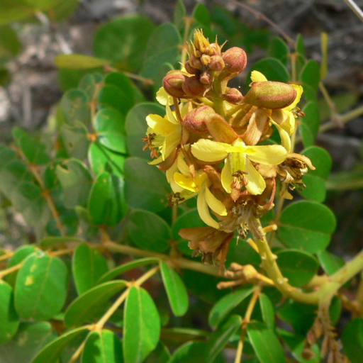 Caesalpinia Bonduc