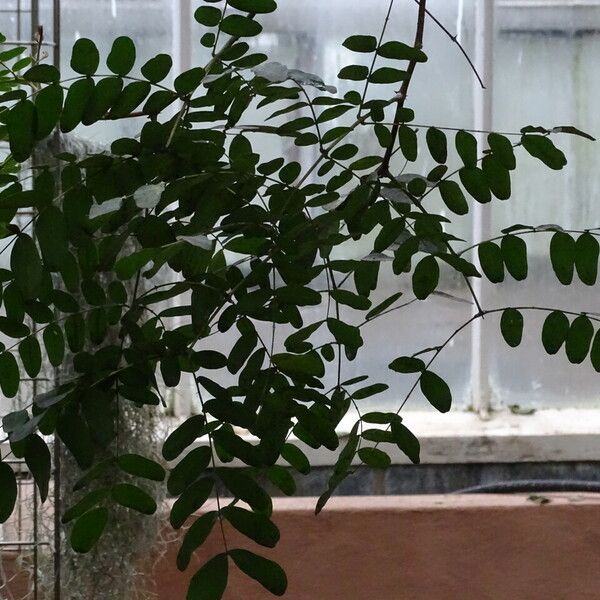 Caesalpinia Cacalaco