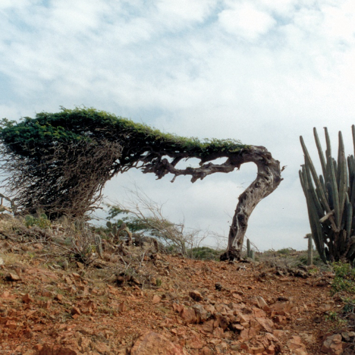 Caesalpinia Coriaria