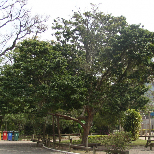 Caesalpinia Echinata