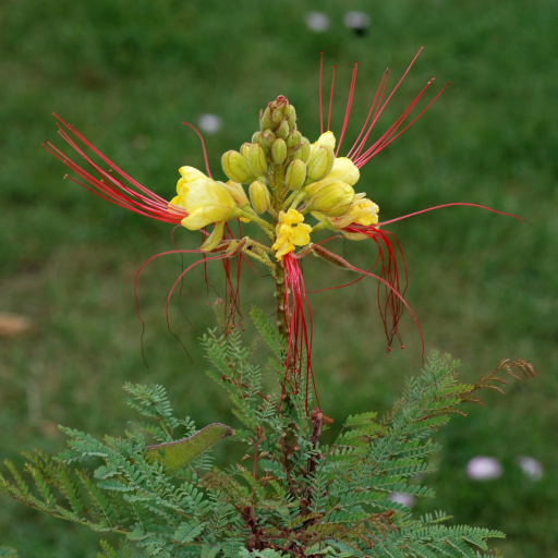 Caesalpinia Gilliesii