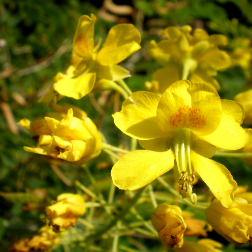 Caesalpinia Mexicana
