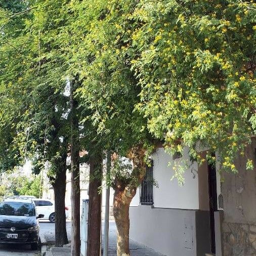 Caesalpinia Paraguariensis