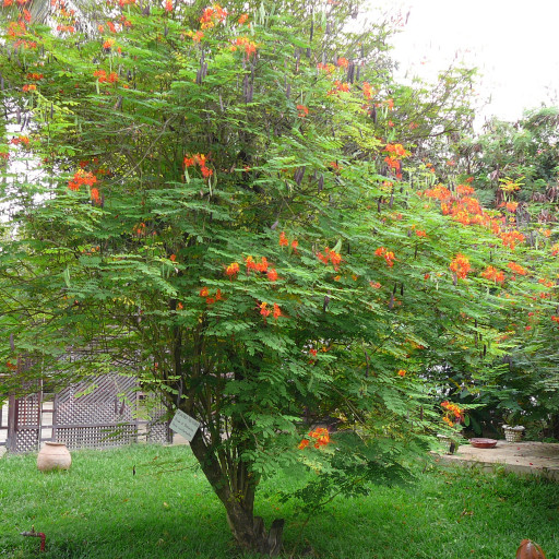 Caesalpinia Pulcherrima