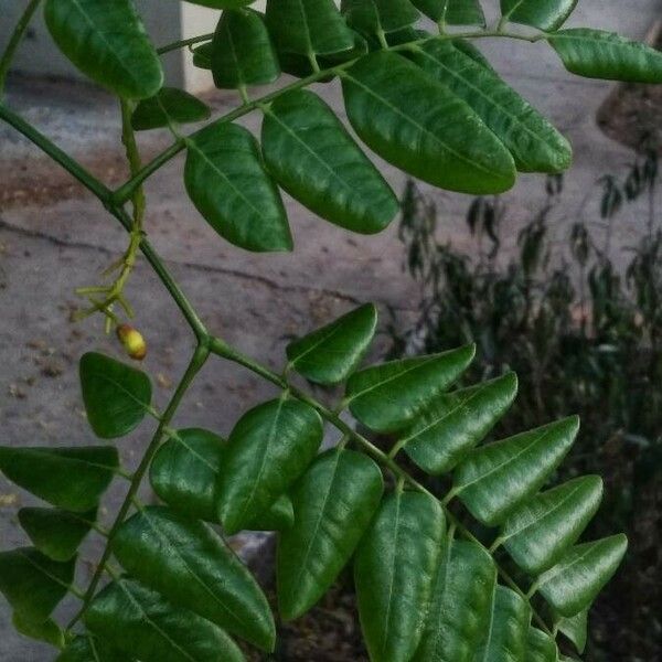 Caesalpinia Violacea