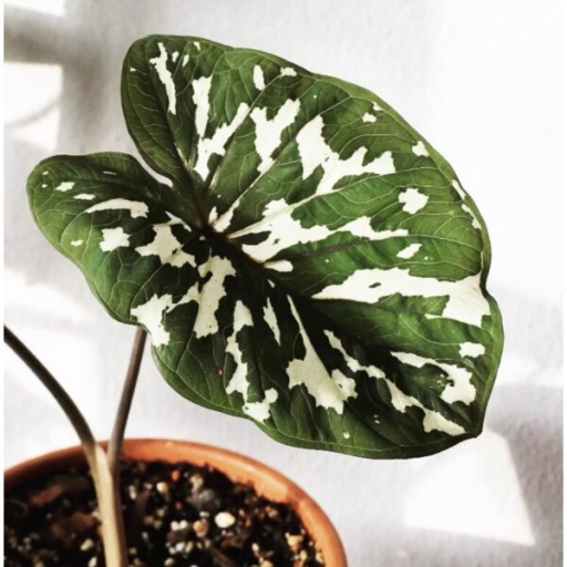 Caladium Praetermissum