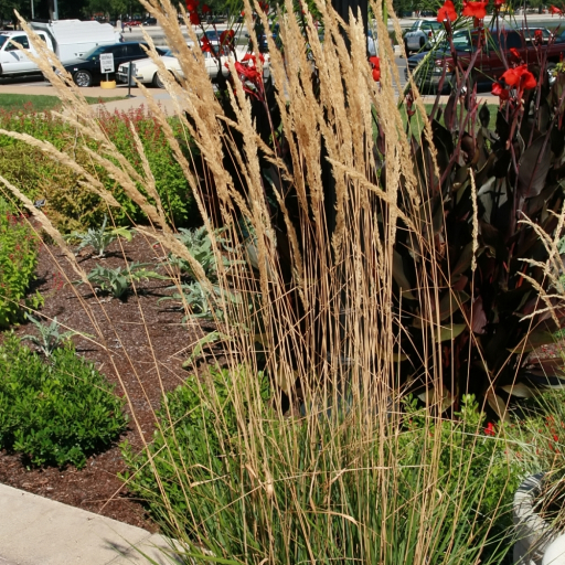 Calamagrostis × Acutiflora