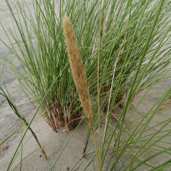 Calamagrostis Arenaria