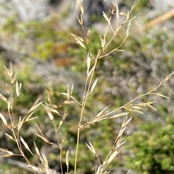 Calamagrostis Effusa