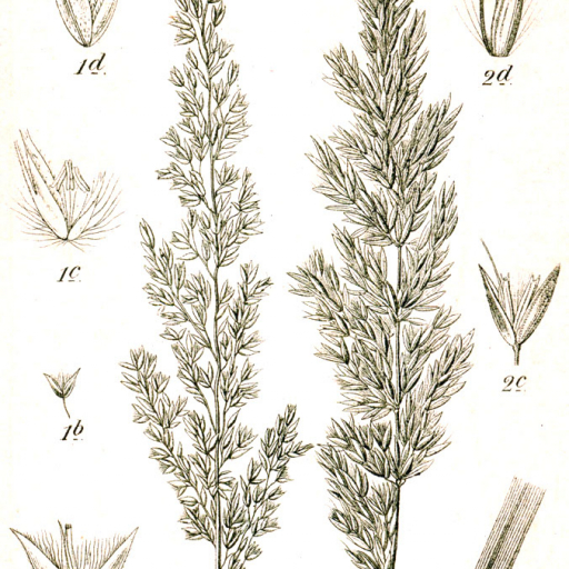 Calamagrostis Varia