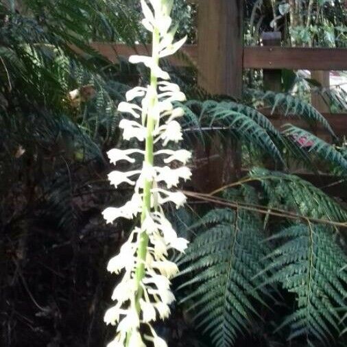 Calanthe Balansae Care Guide: Water, Soil & Propagation - Plantiary