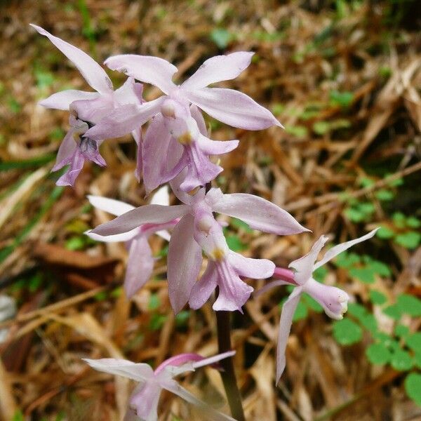 Calanthe aginea (Calanthe Plantaginea) Care Guide: Water, Soil ...