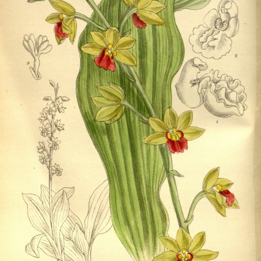 Calanthe Tricarinata