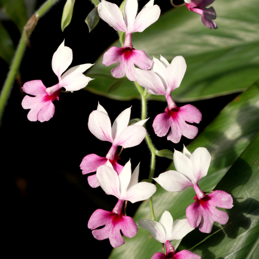 Pink Orchid (Calanthe Vestita) Plant Care & How to Grow, Water