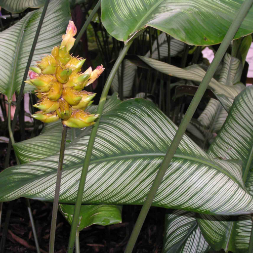 Calathea Majestica