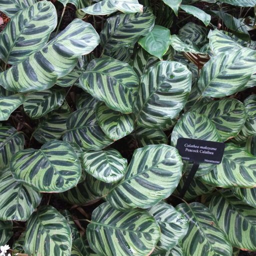 Calathea Makoyana