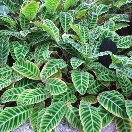 Calathea Zebrina