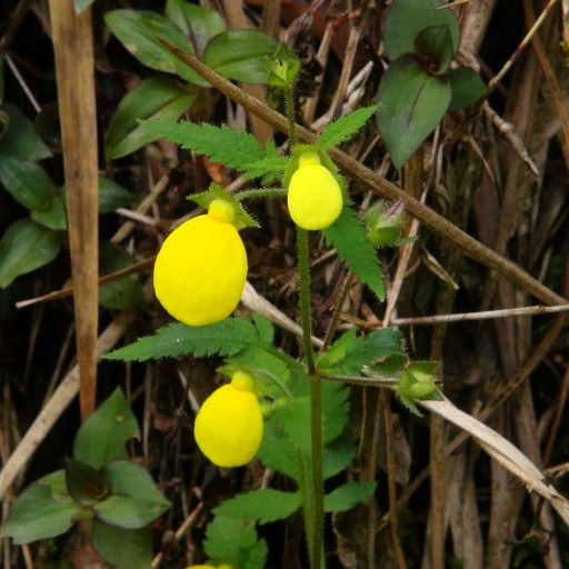 Calceolaria