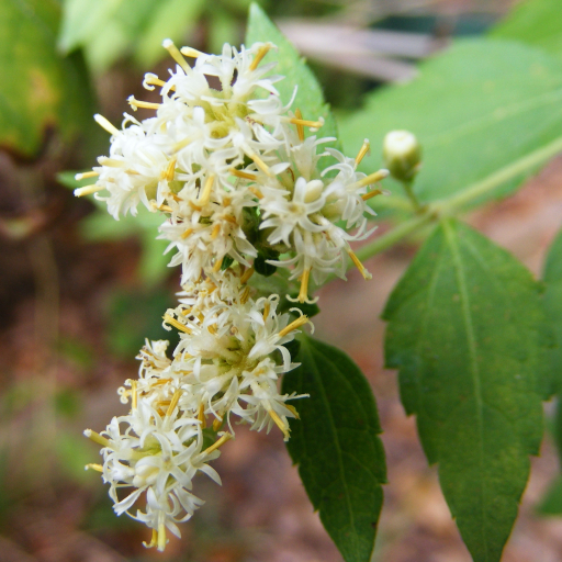 Calea Ternifolia