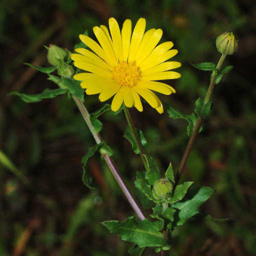 Field Marigold