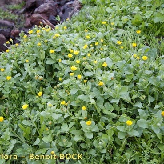 Calendula Maderensis