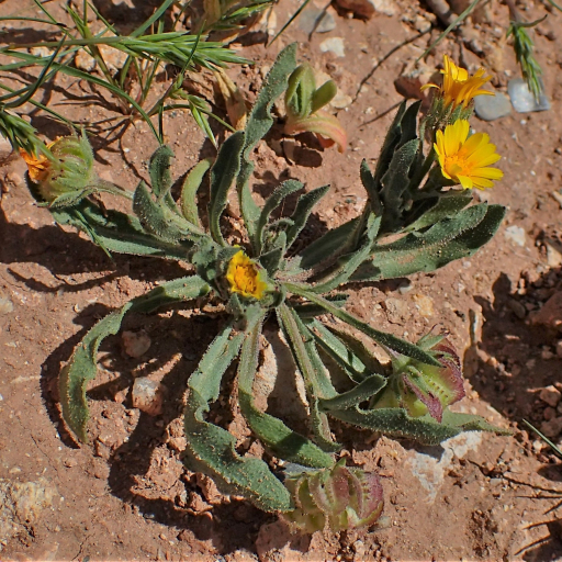 Calendula Tripterocarpa Plant Care & How to Grow, Water