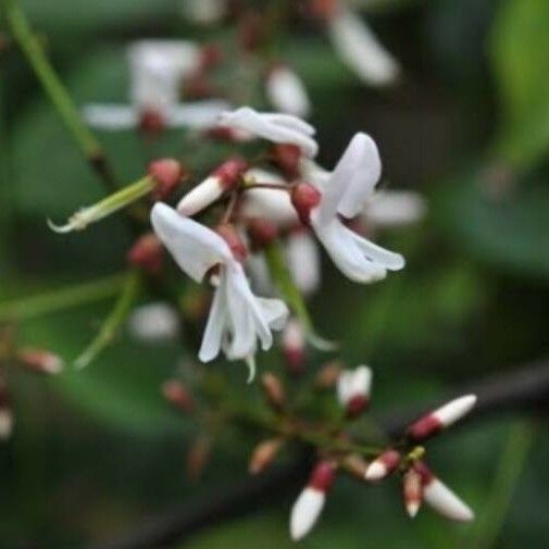 Callerya Championii Care Guide: Water, Soil & Propagation - Plantiary