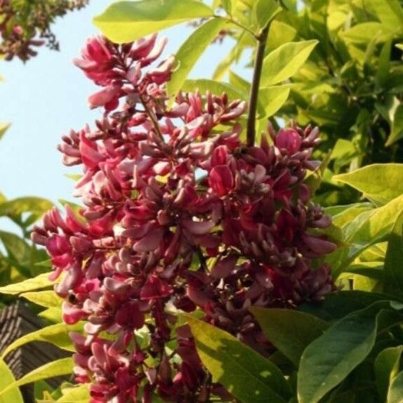Callerya Cinerea Care Guide: Water, Soil & Propagation - Plantiary