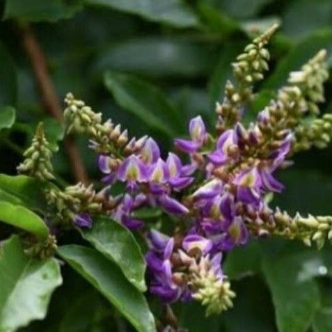 Callerya Eurybotrya Care Guide: Water, Soil & Propagation - Plantiary