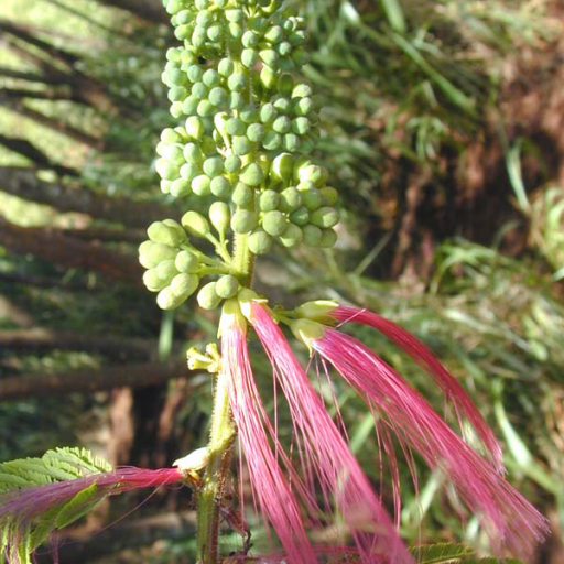 Calliandra (Calliandra Calothyrsus) Care Guide: Water, Soil ...